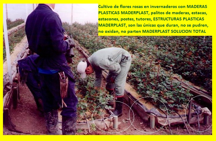 hidroponía manual cultivos hidropónicos flores hidropónicas cultivo tecnificado flor de corte bajo invernadero cultivos hidropónico tecnificado plásticos maderplast bandejas camas recipiente 08 hidroponía manual cultivos hidropónicos flores hidropónicas cultivo tecnificado flor de corte bajo invernadero cultivos hidropónico tecnificado plásticos maderplast bandejas camas recipiente 08